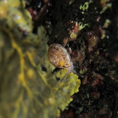 Ovachlamys fulgens