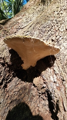 Ganoderma zonatum
