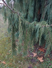 Cupressus nootkatensis