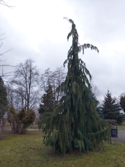 Cupressus nootkatensis