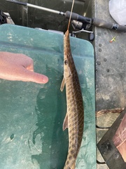 Lepisosteus oculatus