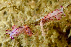 Coryphellina rubrolineata