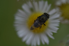 Stomorhina obsoleta