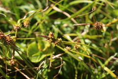 Carex sagei