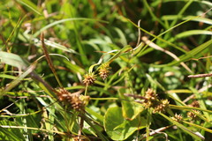 Carex sagei