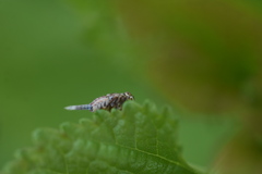 Dentatissus damnosus