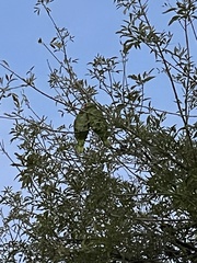Amazona autumnalis autumnalis