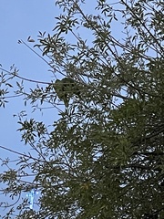 Amazona autumnalis autumnalis