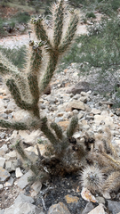 Cylindropuntia abyssi