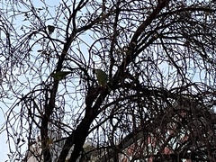 Amazona autumnalis autumnalis