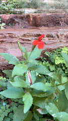 Erythranthe cardinalis