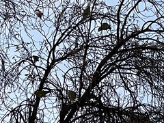 Amazona autumnalis autumnalis