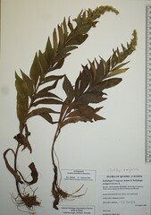 Solidago × asperula