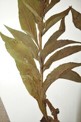 Solidago × asperula