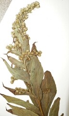 Solidago × asperula