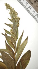 Solidago × asperula