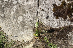 Brachystele unilateralis