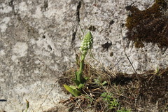 Brachystele unilateralis