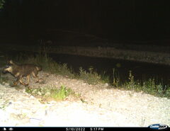 Canis lupus italicus