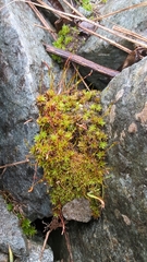 Bryoerythrophyllum recurvirostrum