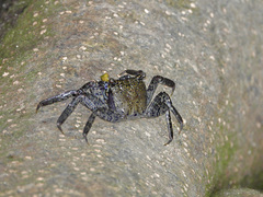 Episesarma versicolor