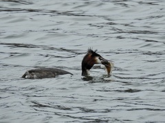 Gymnocephalus cernua