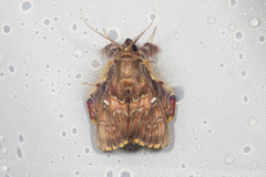 Sosxetra grata