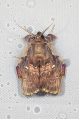 Sosxetra grata