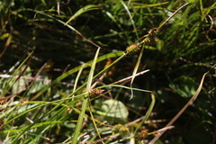 Carex sagei