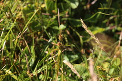 Carex sagei