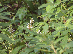 Acanthus ebracteatus