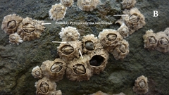 Pyrenocollema halodytes