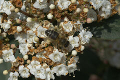 Apis mellifera