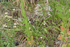 Hemerocallis citrina