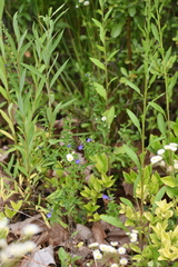 Scutellaria strigillosa