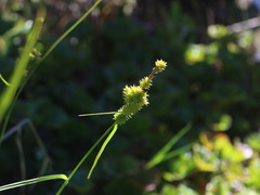 Carex sagei