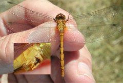 Sympetrum rubicundulum