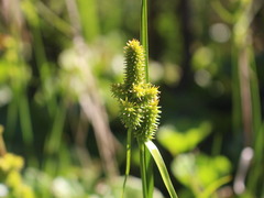 Carex sagei