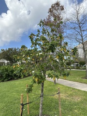 Cordia sebestena