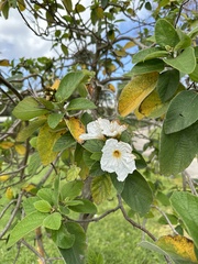 Cordia sebestena