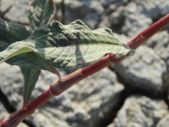 Persicaria lapathifolia lanata