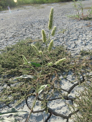 Persicaria lapathifolia lanata