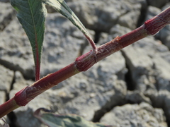 Persicaria lapathifolia lanata