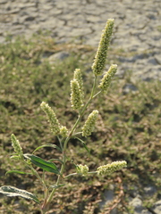 Persicaria lapathifolia lanata