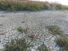 Persicaria lapathifolia lanata