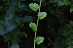 Ercilla syncarpellata