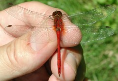 Sympetrum rubicundulum