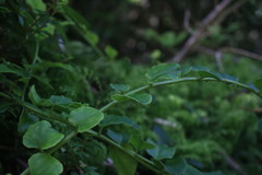 Ercilla syncarpellata
