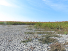 Persicaria lapathifolia lanata