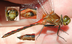 Sympetrum rubicundulum